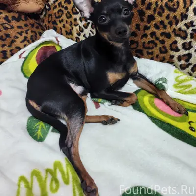 Найден кобель, Петрищева