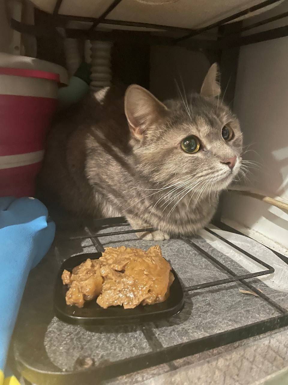 Найдена кошка, Красногорск