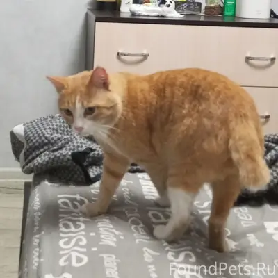 Пропал рыжий кот Персик, Вятские Поляны