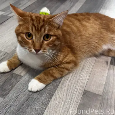 Пропал кот Марсель, Коптелово