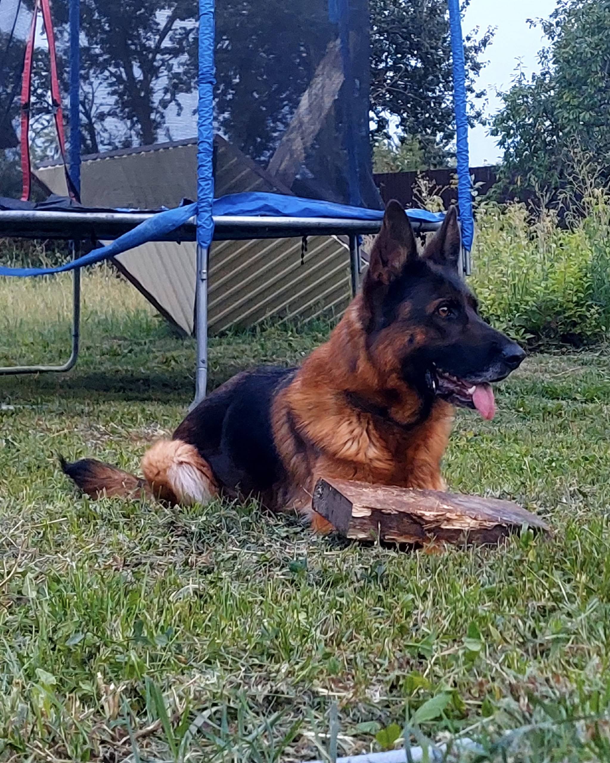 Пропала немецкая овчарка Долли, Горшиха