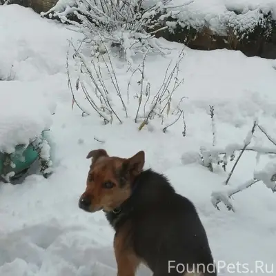 Пропал Аргус, посёлок