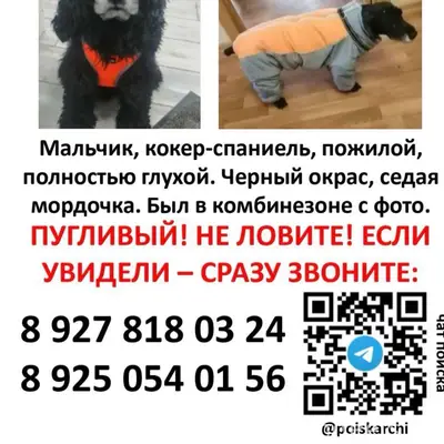 Пропала собака, Нагорный район