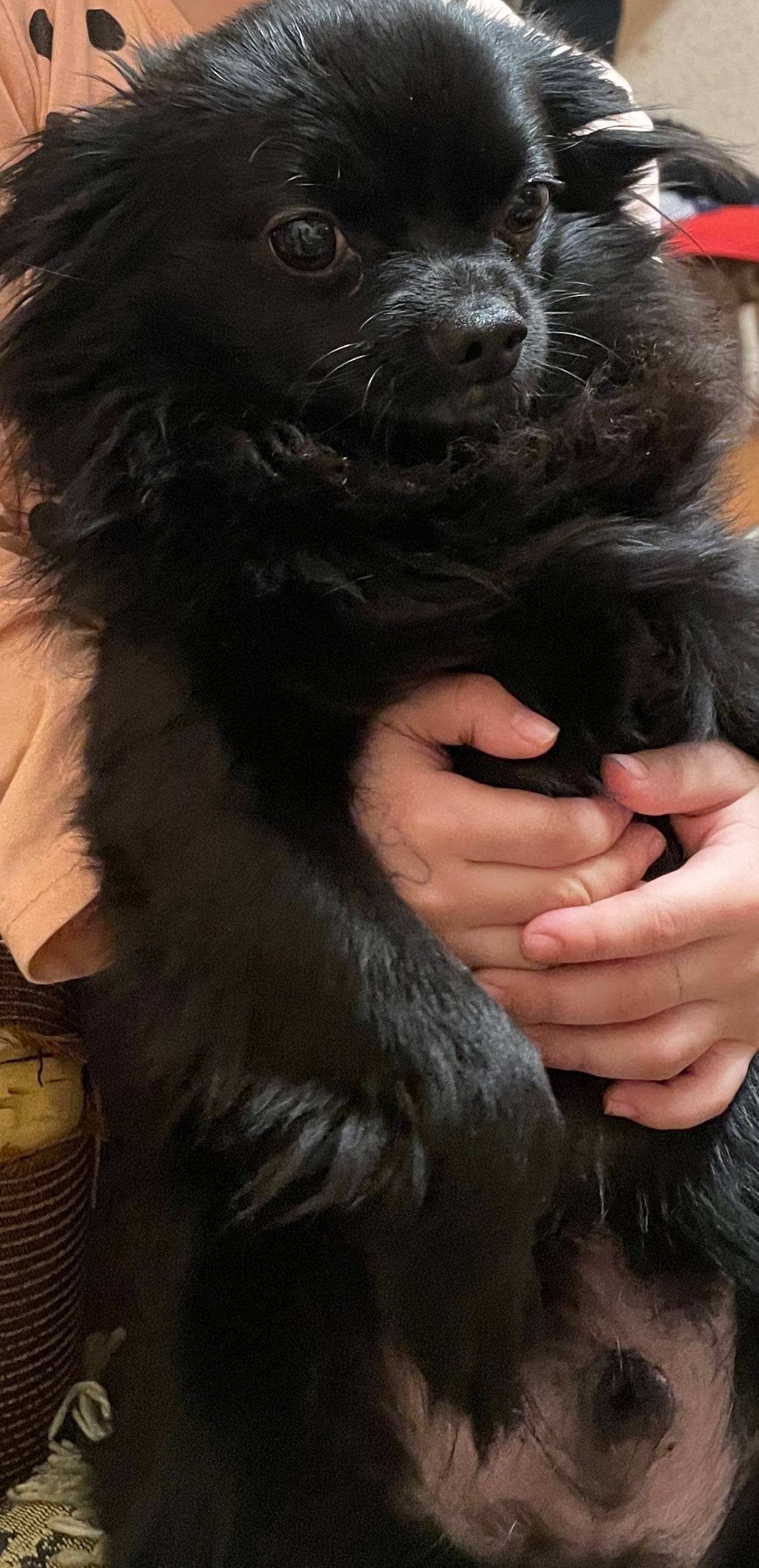 Пропал пёс Филя, ул. Есенина