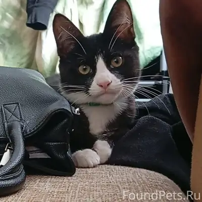 Пропала кошка, Морская