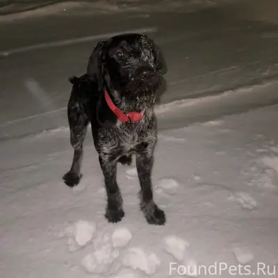 Пропал дружелюбный Байден с красным ошейником, Уруссу