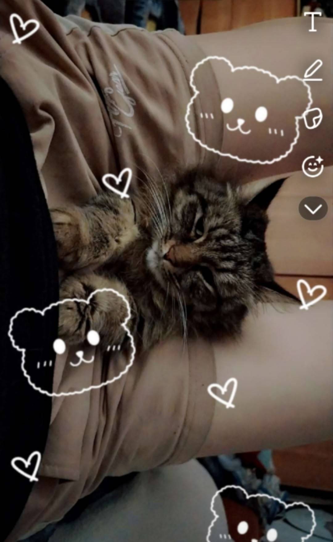 Пропала кошка, деревня Теплово