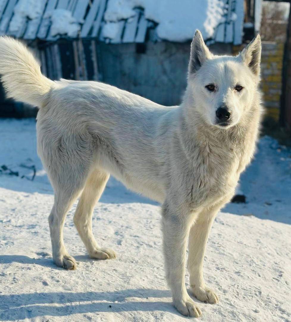 Пропал пёс Белый, район ул. Промышленная