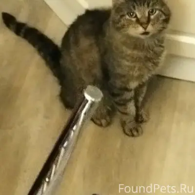 Пропал кот, район улиц 50 лет влксм и Коммунистическая