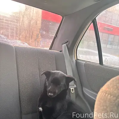 Найден щенок девочка, район теплотеха