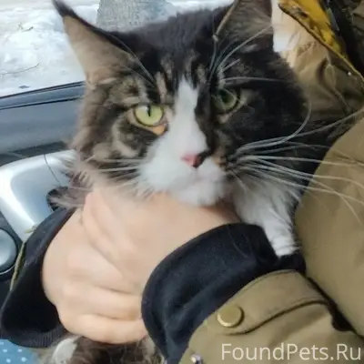 Найдена кошка мейн-кун, территория храма Антония Великого