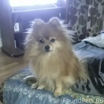 Пропала собака Джесси, Мурманск