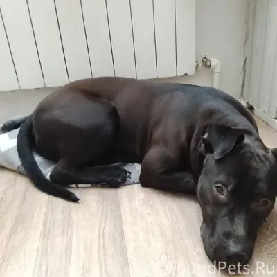 Пропал Питбуль Рик, Советский район