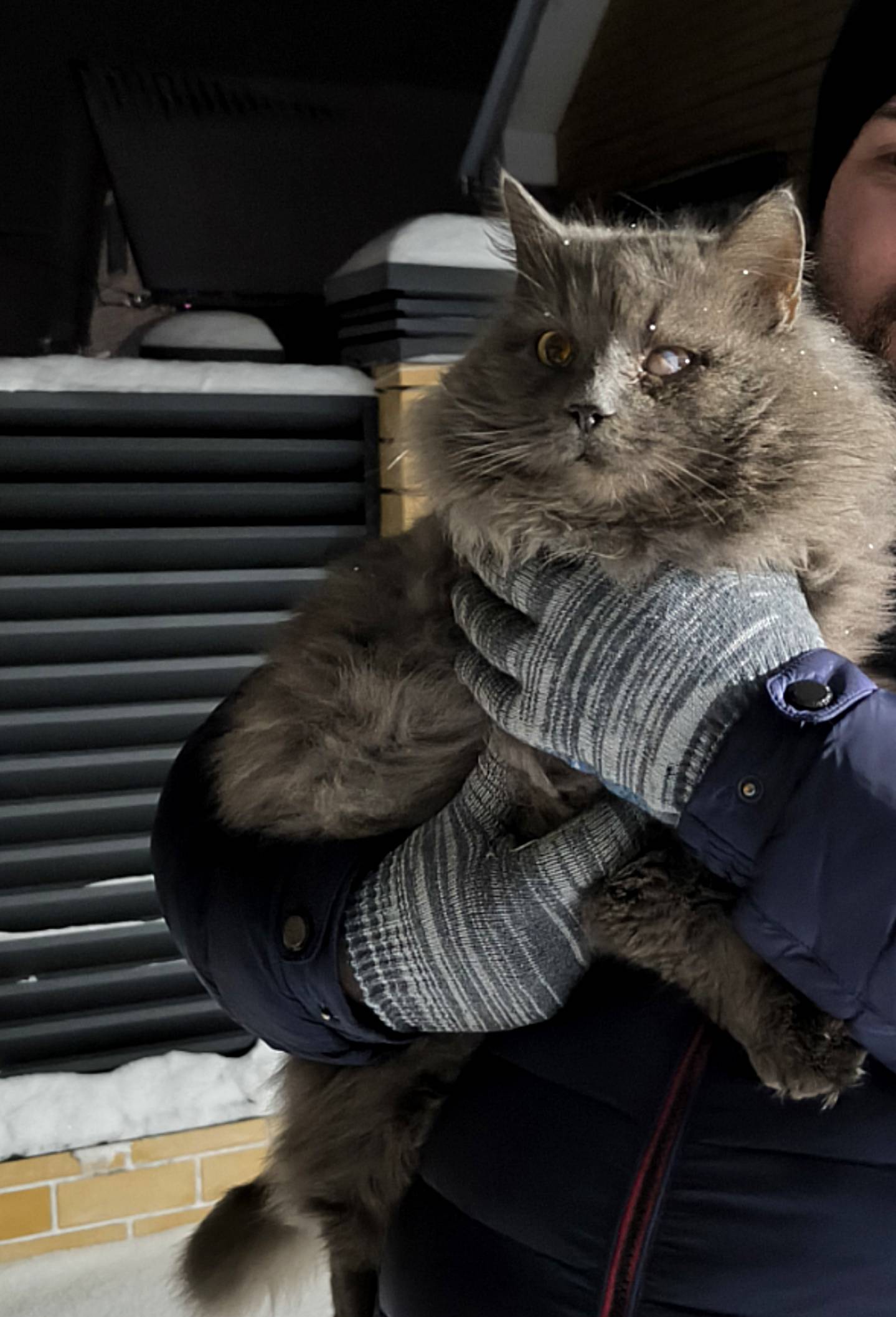 Пропал кот, особые приметы — травма глаза