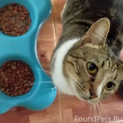 Найдена кошка Леся, Ейск