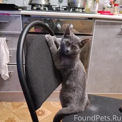 Пропала кошка, район Луначарского 146