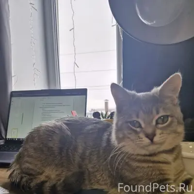 Пропал котёнок Лаврентий, Краснооктябрьский район