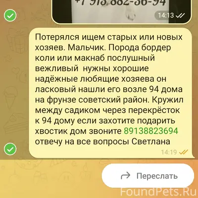 Нашёлся кобелек в советском районе на проспекте фрунзе 94 8 марта 2026года с ошейником  ищем старых или новых хозяев подарите дом мальчишек не пожалеете обретете друга ласкового послушного и обоятельного