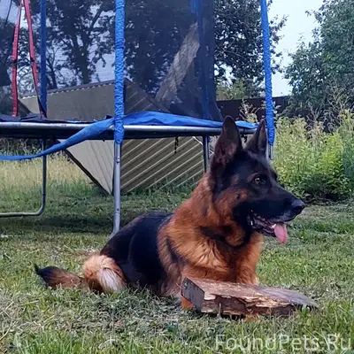 Пропала немецкая овчарка Долли, Горшиха