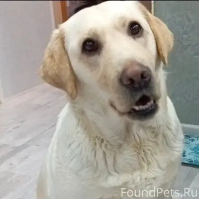Пропала собака Лабрадор, район бама