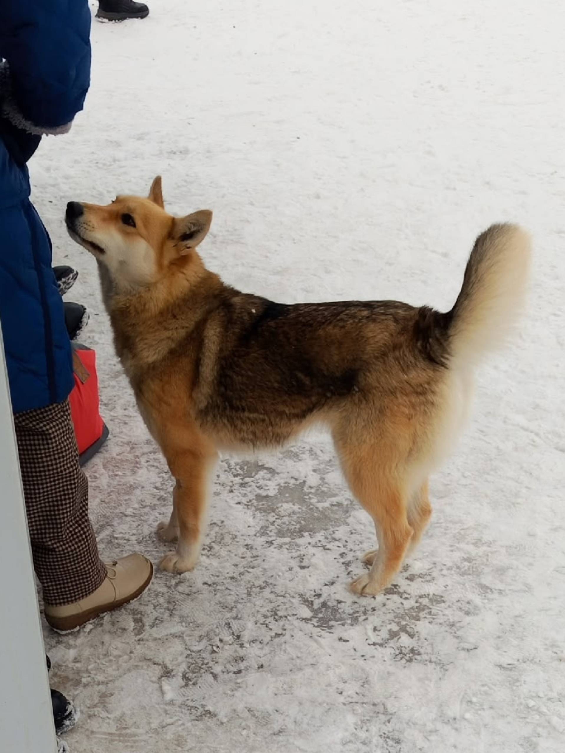 Найденна собака, Октябрьский район