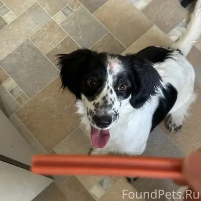 Пропал пёс Демон, район аквапарка