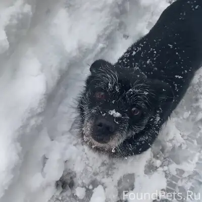 Пропал пёс Джек, район улиц Курортная, Пионерская