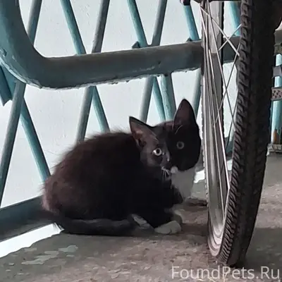 Найден котёнок, Октябрьский район