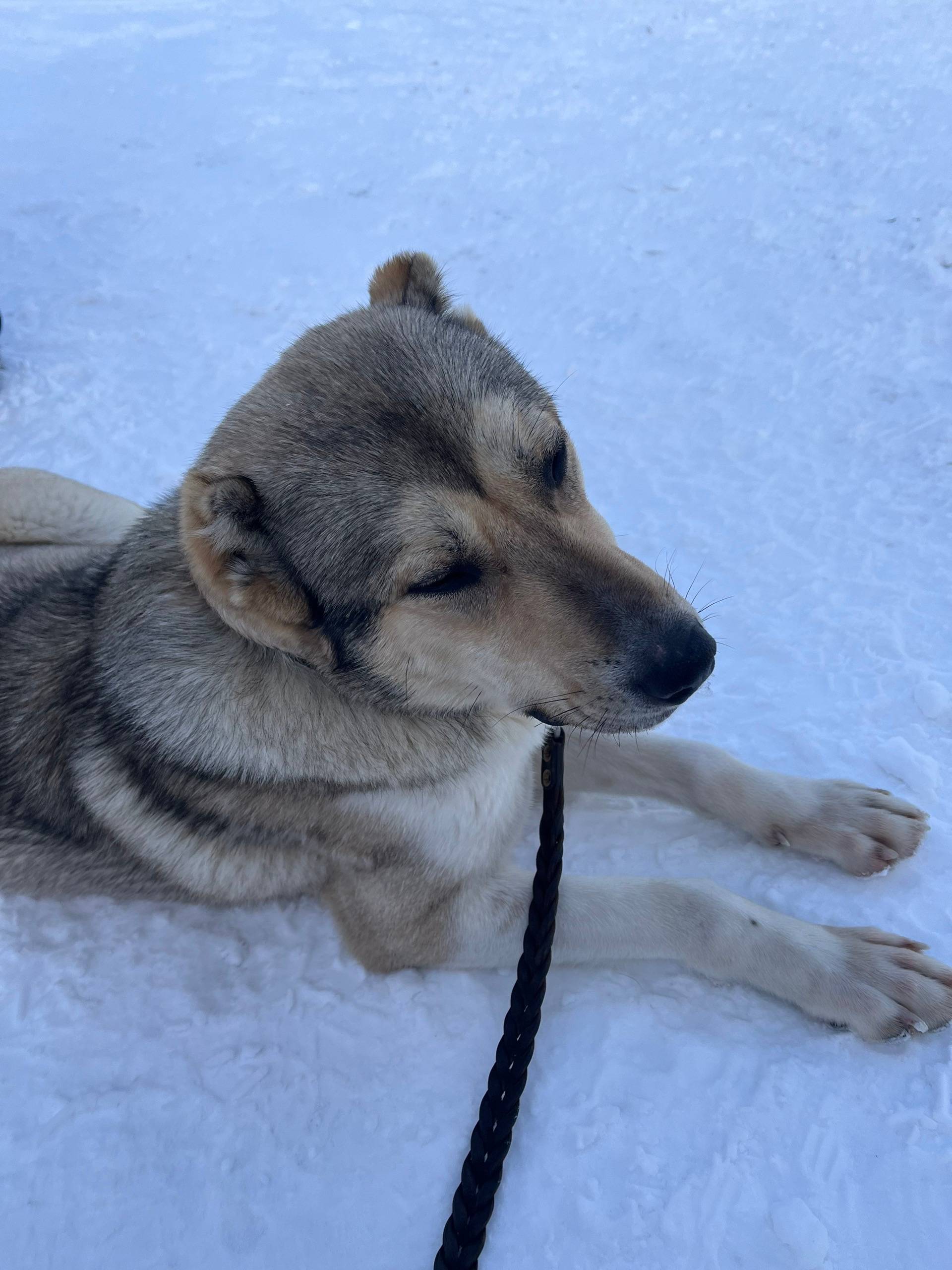 Найден метис алабая, район «Золотой горки»