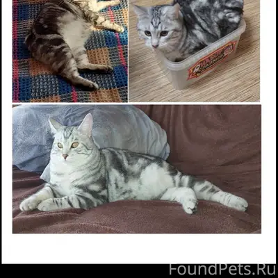 Пропал кот Барсик