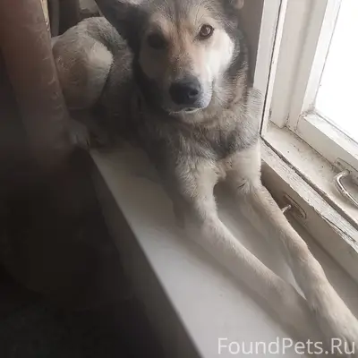 Найдена собака, Пос Зарубино