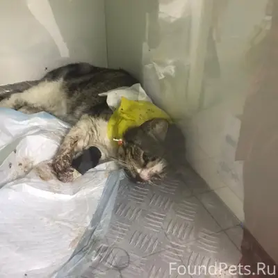 Найден кот, парк Собино