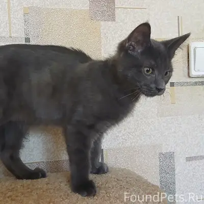 Найден котёнок, ул. Б. Московская 114