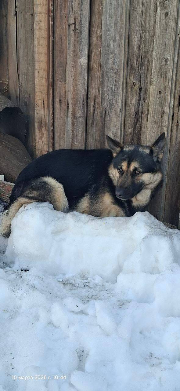 Найден метис овчарки, пересечение Мусоргского и Вильямса
