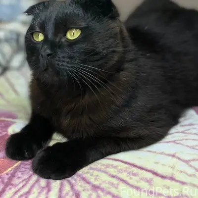 Пропал кот Марсик, улица Крупской-Петровского