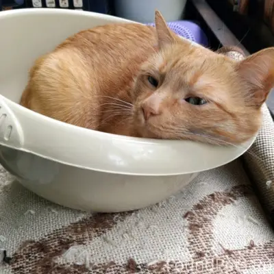 Пропал кот, ул. Строителей