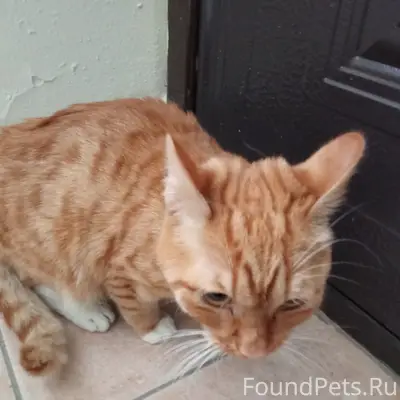 Найдена кошка, Маршала Голованова 18