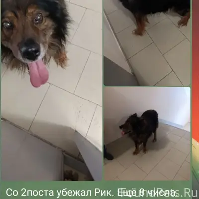 Пропал пёс, Автозавод