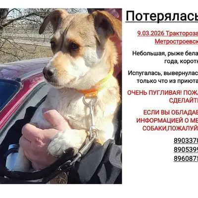 Пропала собака Кнопа, Волгоград