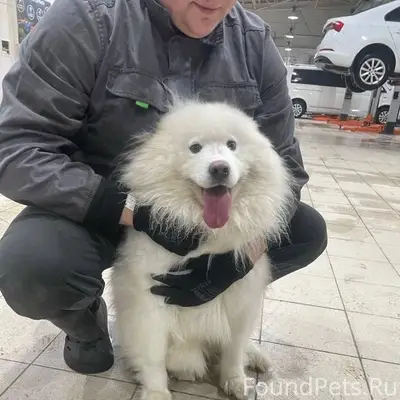 Пропала собака Зара, Фрунзе/Минеевская