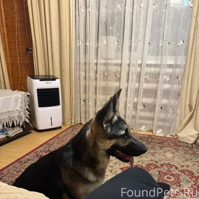 Пропала овчарка, г. Арамиль