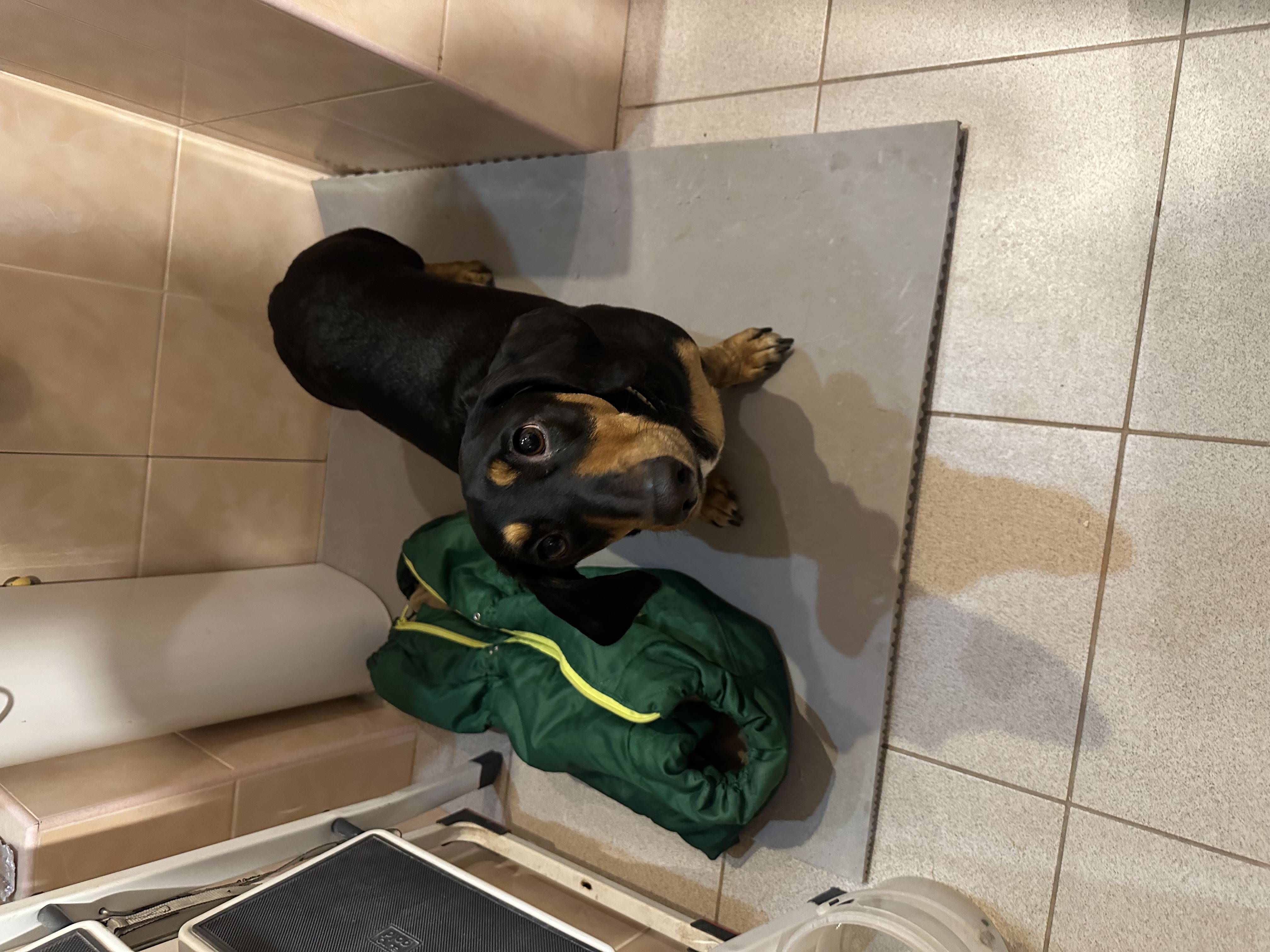 Найдена такса