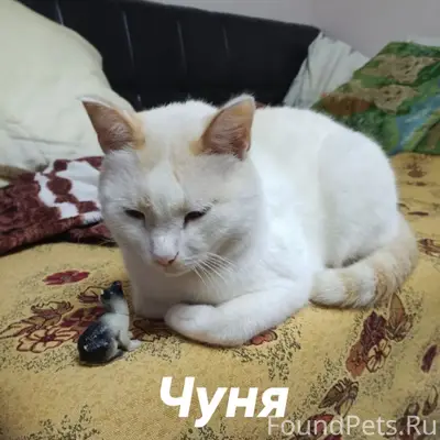 Пропали коты Чуня и Малыш, улица Самолетная
