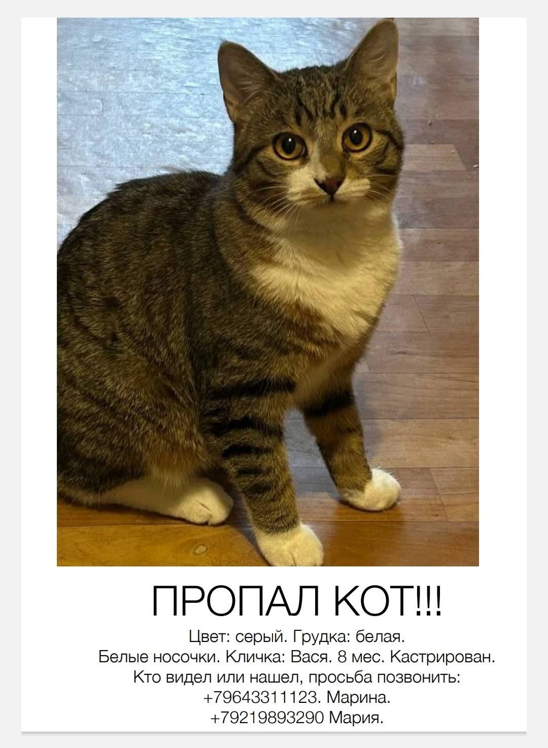 Пропал кот, деревня Средняя Колония