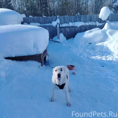 Пропал алабай Бакс, третий микрорайон