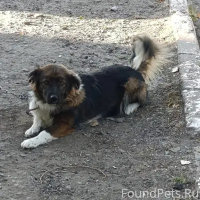 Пропал пёс Качок, район бассейна «Дельфин»