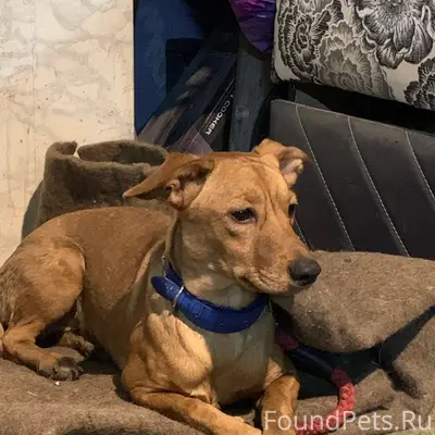 Найден тип собака, район моста 777