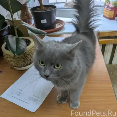 Найдена кошка, наб. Лазури