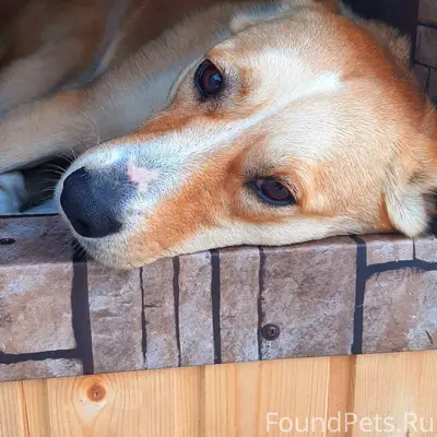 Пропала собака Рыжуля, Капитанщино