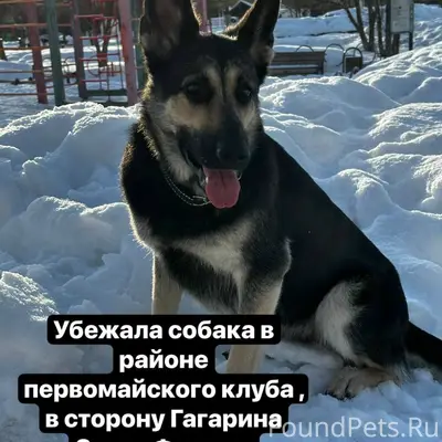 Пропала собака Флокси, Первомайский клуб